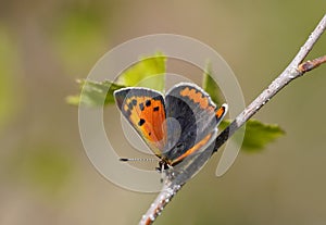 Small fire butterfly, Lycaena phlaeas.