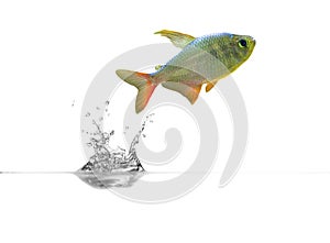 Small fish above transparent water