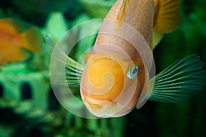 Small fish photo