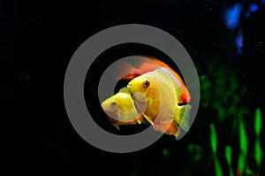 Small fish photo