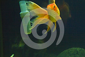 Small fish in an aquarium