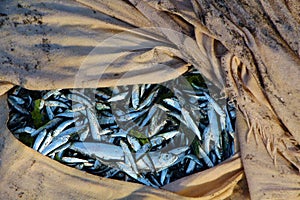 Small fish in a bag. Fisherman's Haul. India