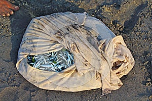 Small fish in a bag. Fisherman's Haul. India