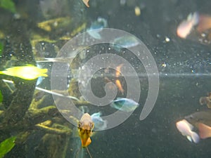 small fish in a big aquarium