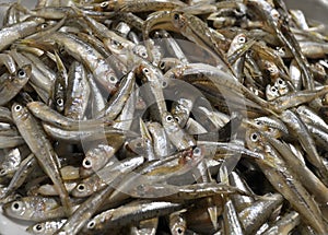 Small fish Big-scale sand smelt photo