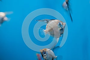 Small fish with a big tail