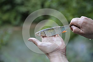 Small fish chub or bait in a woman`s hand in soft blur green background.