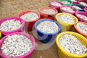 Small fish in colorful bucket