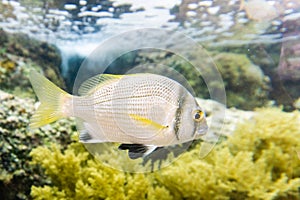 Small fish and colorfull coral under the sea.