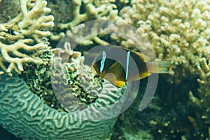 Small fish and colorfull coral under the sea.