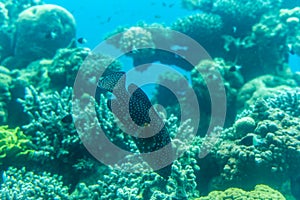 Small fish and colorfull coral under the sea.