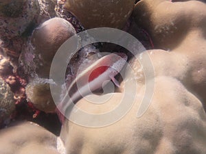 Small fish coral reef reef fish scubadiving maldives