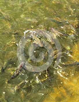 Small fish crowd in a pool