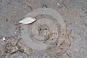 Small fish die on the bridge at Bang Saen Beach, Chonburi, Thailand