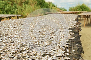 Small fish is drying on a net