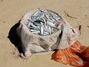 Small fish fishing in basket on on sandy beach