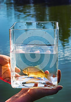 Small fish in a glass jar