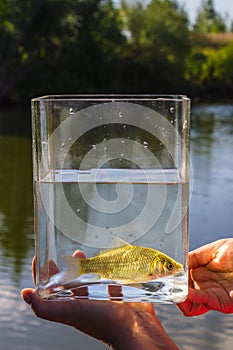 Small fish in a glass jar on the background of lake