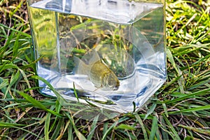 Small fish in a glass jar on the background of lake