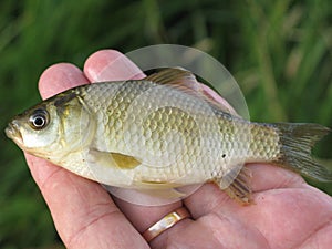 Small fish on a hand
