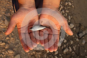 Small fish on hand