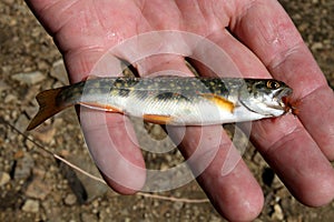 Small fish in hand