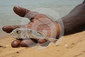 Small fish in the hand of an african man