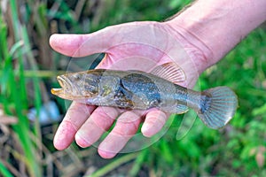 Small fish in the hand of a fisherman. Perccottus glenii
