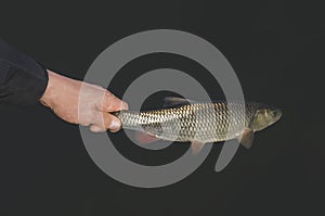 Small fish in hand. Releasing chub in water