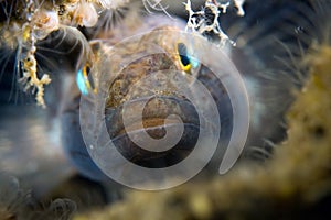 Small fish head Oosterschelde Netherlands