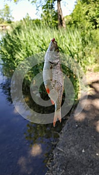 Small fish hooked on a fishing rod against the background of reeds and the lake