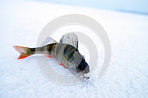 Small fish on ice