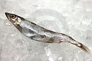 Small fish on ice