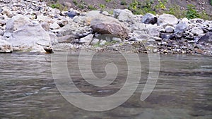 Small Fish Jumping in Baldi River, Maldevta, Dehradun, Uttarakhand, India