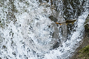 Small fish jumping upstream on cascade