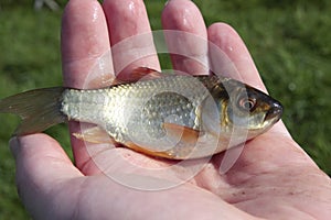 Small fish in man's hand