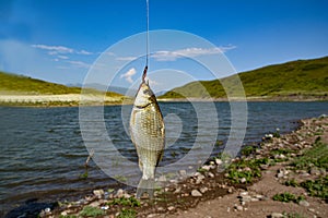 Small fish pecked a fishing rod photo