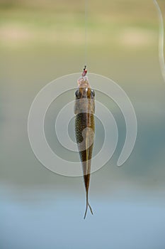 Small fish pecked a fishing rod