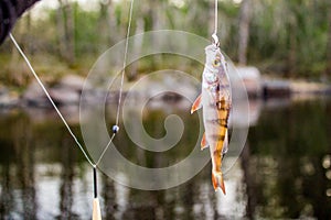 small fish perch on the hook with bobber
