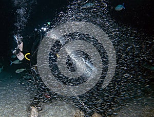 Small fish sheltering next to a diver during a feeding frenzy in the Red Sea