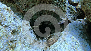 Small Fish Between Spines of a Long-Spined Sea Urchin