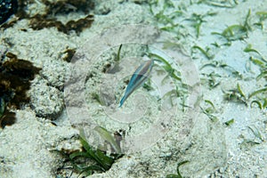 Small Fish Swimming