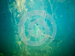 Small fish swimming in lake