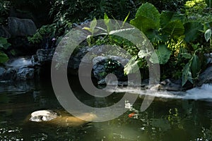 Small fish swimming in the pond accompanied by clouds, mist, and sunlight