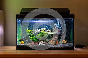 Small fish tank aquarium with colourful snails and fish at home on wooden table. Fishbowl with freshwater animals in the room photo