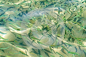 Small fish transparent sea water,