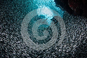 Small Fish in Underwater Grotto