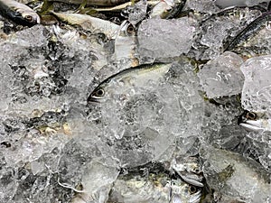 Small fishes covered with ice cube. Seafood concept.