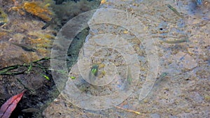 Small Fishes on Mossy Stones in Their Natural Underwater Environment