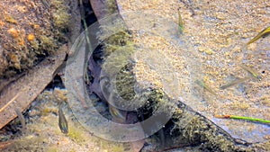 Small Fishes on Mossy Stones in Their Natural Underwater Environment